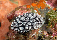 Phyllidiopsis fissurata (Phyllidiopsis Fissurata)