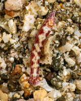 Hypselodoris decorata (Decorated Hypselodoris)