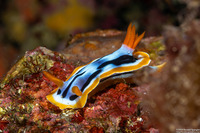 Chromodoris strigata (Streaked Chromodoris)