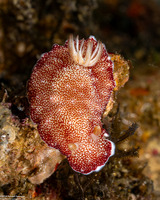 Chromodoris reticulata (Reticulated Chromodoris)