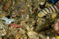 Synchiropus bartelsi (Bartels' Dragonet)