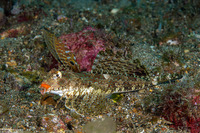 Dactylopus kuiteri (Orange & Black Dragonet)