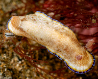 Goniobranchus preciosus (Precious Nudibranch)