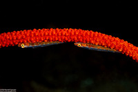 Bryaninops amplus (Large Whip Goby)