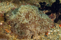Stichodactyla gigantea (Giant Carpet Anemone)