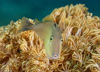 Sufflamen fraenatum (Bridled Triggerfish)