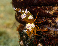 Thor amboinensis (Squat Shrimp)