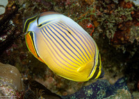 Chaetodon lunulatus (Redfin Butterflyfish)