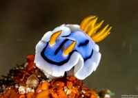 Chromodoris lochi (Loch's Chromodoris)
