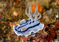Chromodoris willani (Willan's Chromodoris)