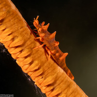 Miropandalus hardingi (Dragon Shrimp)