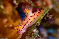 Aegires villosus (Shaggy Aegires)