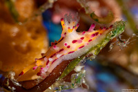 Aegires villosus (Shaggy Aegires)