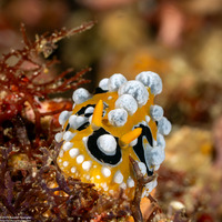 Phyllidia ocellata (Ocellated Phyllidia)