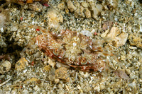 Portunus sp.1 (Portunus sp.1)