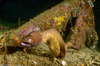 Gymnothorax thyrsoideus (White-Eyed Moray)