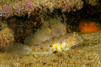 Exyrias akihito (Akihito's Goby)