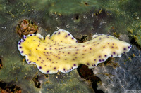 Pseudoceros laingensis (Laing Island Flatworm)
