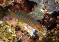 Halichoeres richmondi (Richmond's Wrasse)
