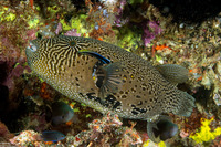Arothron mappa (Map Puffer)