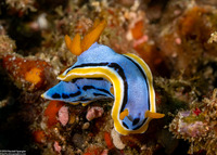 Chromodoris annae (Anna's Chromodoris)