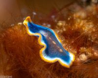 Cycloporus sp.1 (Cycloporus sp.1)