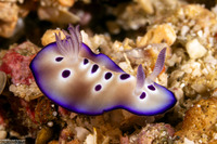 Hypselodoris tryoni (Tryon's Risbecia)