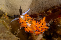 Favorinus tsuruganus (Ringed Favorinus)