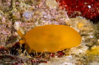 Berthellina delicata (Orange Gumdrop)