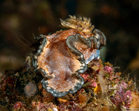 Glossodoris sp.1 (Glossodoris sp.1)