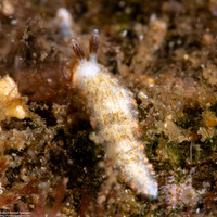 Dermatobranchus funiculus (Red-Horned Dermatobranchus)