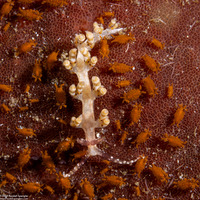 Santia sp.1 (Sponge Isopod)