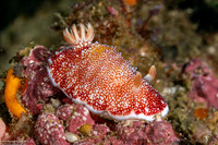 Chromodoris reticulata (Reticulated Chromodoris)