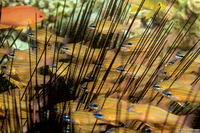 Ostorhinchus cyanosoma (Yellowstriped Cardinalfish)