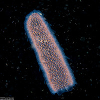Pyrosoma atlanticum (Pyrosome)