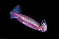 Sthenoteuthis oualaniensis (Purple Back Flying Squid)