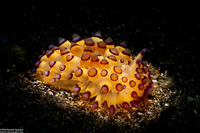 Janolus savinkini (Savinkin's Janolus)