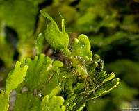 Huenia pacifica (Pacific Algae Crab)
