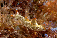 Elysia ornata (Ornate Sapsucking Slug)