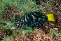 Anampses meleagrides (Yellowtail Wrasse)