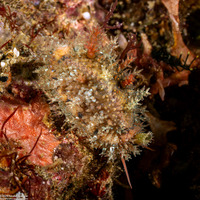 Naria miliaris (Military Cowry)