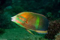 Coris gaimard (Yellowtail Coris)