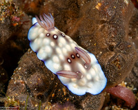 Goniobranchus hintuanensis (Goniobranchus Hintuanensis)