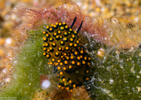 Stiliger ornatus (Ornate Stiliger)