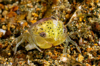 Infraorder Brachyura (Larval Crab (Megalopa Stage))
