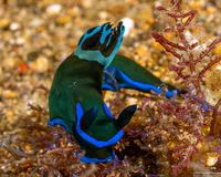 Tambja morosa (Gloomy Nudibranch)