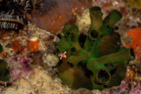 Macropharyngodon negrosensis (Black Leopard Wrasse)