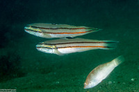 Coris batuensis (Batu Coris)