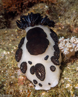 Jorunna funebris (Mourning Jorunna)