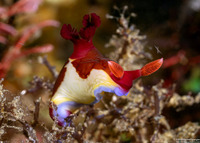 Nembrotha chamberlaini (Chamberlain's Nembrotha)